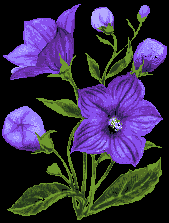 Image: flowers